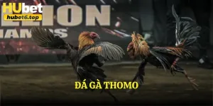 Đá gà Thomo
