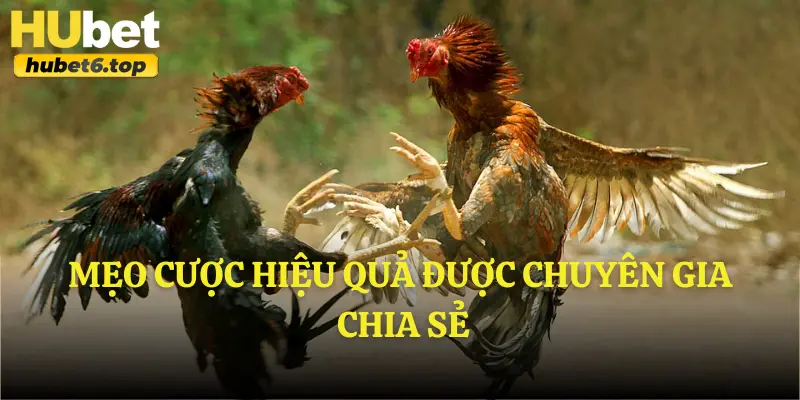 Mẹo cược hiệu quả được chuyên gia chia sẻ