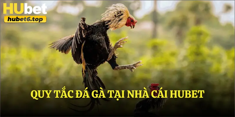 Quy tắc đá gà tại nhà cái Hubet