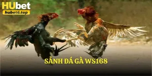 Sảnh đá gà WS168